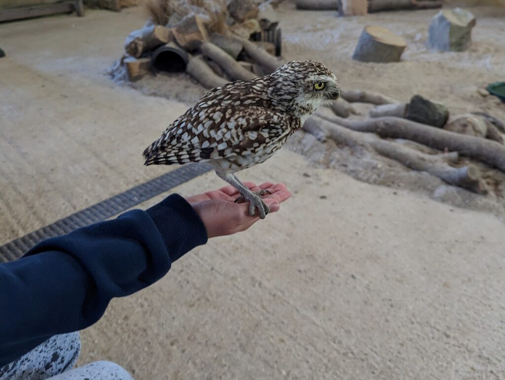 Meet the Burrowing Owls Experience Review Hawk Conservancy Trust